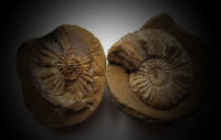 ammonites-1312298_960_720 CCO Pixabay_1